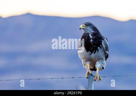 Aguila Mora, Geranoteus melanoleucus. Er sitzt auf einem Zaunpfahl. Stockfoto