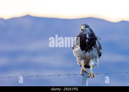 Aguila Mora, Geranoteus melanoleucus. Er sitzt auf einem Zaunpfahl. Stockfoto