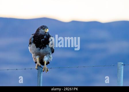 Aguila Mora, Geranoteus melanoleucus. Er sitzt auf einem Zaunpfahl. Stockfoto