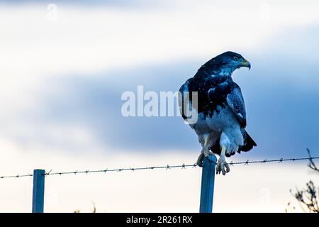 Aguila Mora, Geranoteus melanoleucus. Er sitzt auf einem Zaunpfahl. Stockfoto