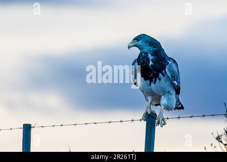 Aguila Mora, Geranoteus melanoleucus. Er sitzt auf einem Zaunpfahl. Stockfoto