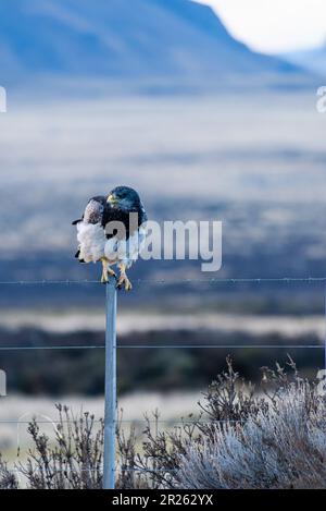 Aguila Mora, Geranoteus melanoleucus. Er sitzt auf einem Zaunpfahl. Stockfoto