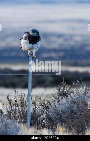 Aguila Mora, Geranoteus melanoleucus. Er sitzt auf einem Zaunpfahl. Stockfoto