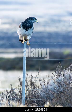 Aguila Mora, Geranoteus melanoleucus. Er sitzt auf einem Zaunpfahl. Stockfoto