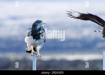 Aguila Mora, Geranoteus melanoleucus. Er sitzt auf einem Zaunpfahl. Stockfoto