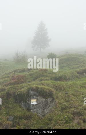 Eine Wanderung bei Regen und Nebel. Wandern durch die Berge bei schlechtem Frühlingswetter. Eine neblige Landschaft ist ein natürliches Erlebnis. Stockfoto