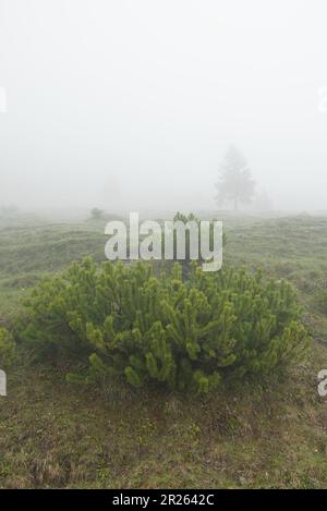 Eine Wanderung bei Regen und Nebel. Wandern durch die Berge bei schlechtem Frühlingswetter. Eine neblige Landschaft ist ein natürliches Erlebnis. Stockfoto