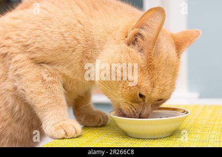 Hauskatze isst aus einer Schüssel auf dem Tisch. Die Katze sitzt am Tisch Stockfoto