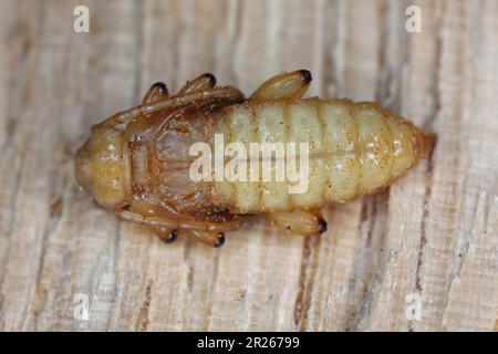 Puppen des Waliser Eichenkäfers Longhorn (Pyrrhidium sanguineum) aus der Familie Cerambycidae (Longhornkäfer), gefunden im Holz einer Eiche. Stockfoto