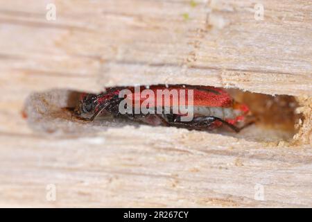 Jungkäfer des Waliser Eichenkäfers Longhorn (Pyrrhidium sanguineum) aus der Familie Cerambycidae (Longhornkäfer) im Holz einer Eiche. Stockfoto