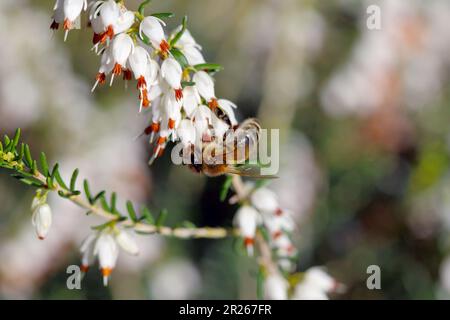 Honigbiene sammelt Pollen auf blühenden bestäubenden Pflanzen. Stockfoto