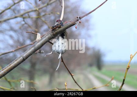 Das Opfer von Great Grey Shrike (Lanius Excubitor) tötete eine Maus, die an einem Baum hing. Eine Vogelvorratskammer. Stockfoto