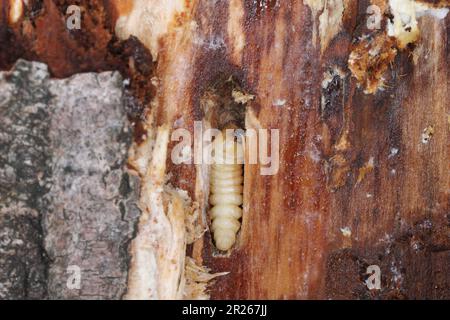 Larve des Käfer aus der Familie Cerambycidae (Langhornkäfer). Stockfoto