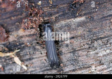 Der zylindrische Rindenkäfer auf Totholz (Colydium elongatum) Zopheridae. Stockfoto