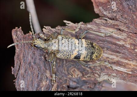 Ein Longhornkäfer (Cerambycidae) Rhagium mordax auf faulem Holz. Stockfoto