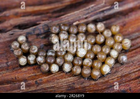 Heteropterane, echte Insekten (Heteroptera (Hemiptera)), echte Insekteneier. Stockfoto