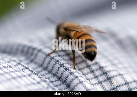 Hoverfly. Gewöhnliches Blütenfliegenhemd. Nahaufnahme des Makrobildes Stockfoto