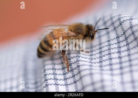 Hoverfly. Gewöhnliches Blütenfliegenhemd. Nahaufnahme des Makrobildes Stockfoto
