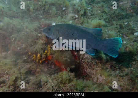 Brauner Kuckuckucktauchfisch (Labrus merula) im Mittelmeer Stockfoto