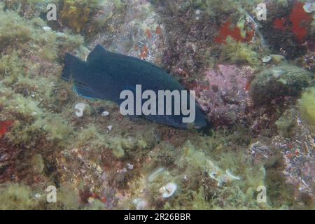 Brauner Kuckuckucktauchfisch (Labrus merula) im Mittelmeer Stockfoto