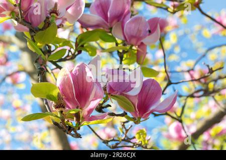 Wunderschöne rosa Blütenknospen auf den Zweigen einer blühenden Magnolie vor dem blauen Himmel. Stockfoto