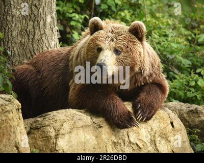 Europäische Braunbären, Port Lympne, Kent, Wildlife Park, Tierschutz Stockfoto