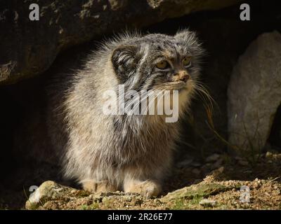 Port Lympne, Kent, Pallas Katze, scheußliche Pallas Katze, Wildtierschutz, Stockfoto