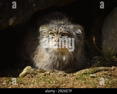 Port Lympne, Kent, Pallas Katze, scheußliche Pallas Katze, Wildtierschutz, Stockfoto