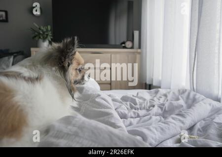 Chihuahua lag im Schlafzimmer und schaute auf das Fenster Stockfoto