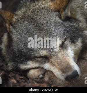 Schlafender Wolf, Wolf, Wolf, Wolfsrudel, Wölfe beobachten Stockfoto