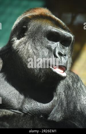 Port Lympne, Kent, Tierpark, Mountain Gorilla, John Aspinalls, Naturschutzgebiet, ruandischer Silverback Mountain Gorilla, Howletts Kent, Affen, Stockfoto