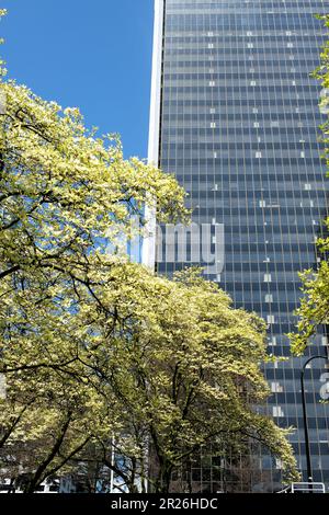 Spring Skytrain Stationen Burrard Station nach Kirschblüten gegen den Baum blühten gerade am blauen Himmel Vancouver Canada 2023 Stockfoto