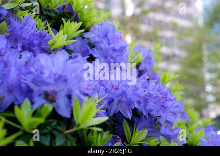 Ein erstaunlicher, niedrig wachsender immergrüner Strauch, der im Frühling mit blauen Blumen blüht. Es gedeiht in sonnigen Gegenden. Es ist als Zwergrhododendron klassifiziert. Sehr kleine Blätter Rhododendron-blauer Diamant Stockfoto