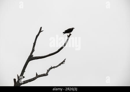 Osprey in a Snag Treet, Bolsa Chica Ecological Reserve, Huntington Beach, Orange County, Kalifornien Stockfoto