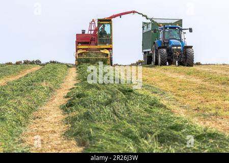 Kilbrittain, West Cork, Irland. 17. Mai 2023. Noel O'Donovan zieht Silage für den Farmer Tim O'Connell, der Milch, Rindfleisch und Bodenbearbeitung anbaut, und verwendet seinen 1976 New Holland 1895 Crop Cruiser Forage Harvester, den er selbst restaurierte. Kredit: AG News/Alamy Live News Stockfoto