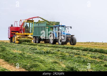 Kilbrittain, West Cork, Irland. 17. Mai 2023. Noel O'Donovan zieht Silage für den Farmer Tim O'Connell, der Milch, Rindfleisch und Bodenbearbeitung anbaut, und verwendet seinen 1976 New Holland 1895 Crop Cruiser Forage Harvester, den er selbst restaurierte. Kredit: AG News/Alamy Live News Stockfoto