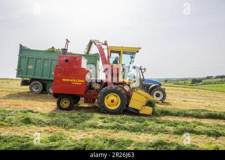 Kilbrittain, West Cork, Irland. 17. Mai 2023. Noel O'Donovan zieht Silage für den Farmer Tim O'Connell, der Milch, Rindfleisch und Bodenbearbeitung anbaut, und verwendet seinen 1976 New Holland 1895 Crop Cruiser Forage Harvester, den er selbst restaurierte. Kredit: AG News/Alamy Live News Stockfoto