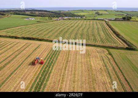 Kilbrittain, West Cork, Irland. 17. Mai 2023. Noel O'Donovan zieht Silage für den Farmer Tim O'Connell, der Milch, Rindfleisch und Bodenbearbeitung anbaut, und verwendet seinen 1976 New Holland 1895 Crop Cruiser Forage Harvester, den er selbst restaurierte. Kredit: AG News/Alamy Live News Stockfoto