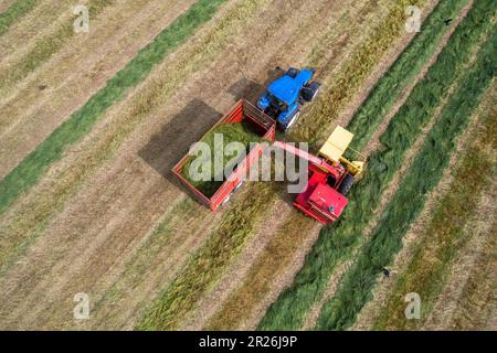 Kilbrittain, West Cork, Irland. 17. Mai 2023. Noel O'Donovan zieht Silage für den Farmer Tim O'Connell, der Milch, Rindfleisch und Bodenbearbeitung anbaut, und verwendet seinen 1976 New Holland 1895 Crop Cruiser Forage Harvester, den er selbst restaurierte. Kredit: AG News/Alamy Live News Stockfoto