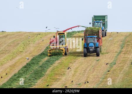 Kilbrittain, West Cork, Irland. 17. Mai 2023. Noel O'Donovan zieht Silage für den Farmer Tim O'Connell, der Milch, Rindfleisch und Bodenbearbeitung anbaut, und verwendet seinen 1976 New Holland 1895 Crop Cruiser Forage Harvester, den er selbst restaurierte. Kredit: AG News/Alamy Live News Stockfoto