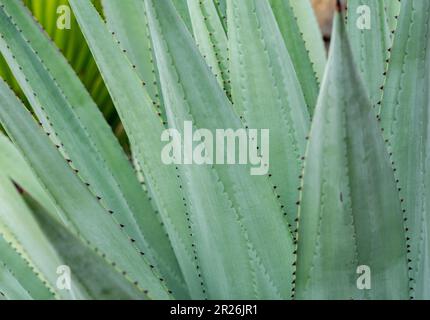 Ein Makrobild mit grünem Aloe Vera-Hintergrundbild Stockfoto