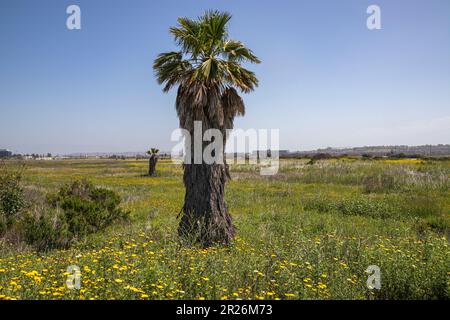 Fan Palms in Ballona Wetlands, Playa Del Rey, Los Angeles, Kalifornien Stockfoto