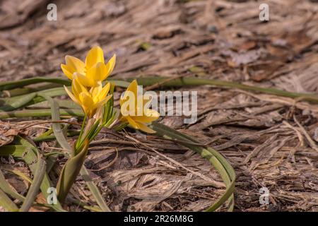 Vorwärts, Crocus Stockfoto