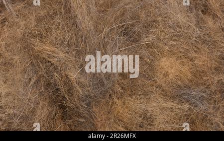 Ein Tupfer aus gekämmtem grauen Katzenhaar auf weißem Hintergrund, Draufsicht Stockfoto