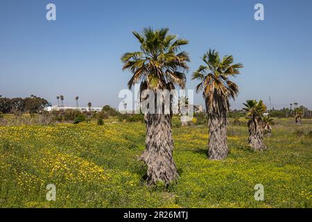 Fan Palms in Ballona Wetlands, Playa Del Rey, Los Angeles, Kalifornien Stockfoto