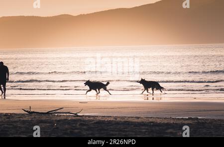 Ein Mann und seine zwei Hunde spazieren am Strand entlang, umgeben von der untergehenden Sonne während der goldenen Stunde im Sommer. Stockfoto
