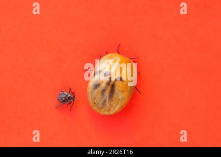 Infizierte Zecke Dermacentor und weibliche Zecke gefährliches Insekt nach einem Biss und voller Blut auf rotem Hintergrund. Parasitäre Milbe. Zeckenerkrankungen. Stockfoto