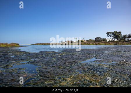 Algen blühen am Malibu Lagoon State Beach, Malibu, Los Angeles County, Kalifornien Stockfoto