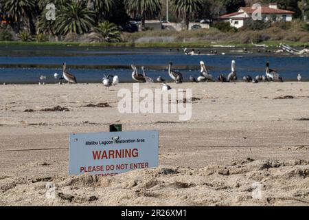 Pelikane und Möwen im Restaurationsgebiet von Malibu Lagoon State Beach, Malibu, Los Angeles County, Kalifornien Stockfoto