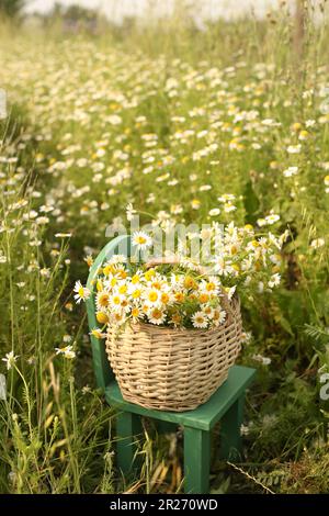 Ein Korb mit Gänseblümchen sitzt in einem Feld mit Gänseblümchen. Stockfoto